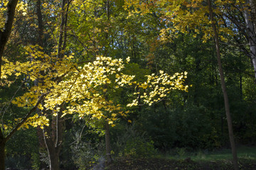 Fototapeta premium colored autumn trees (forest)