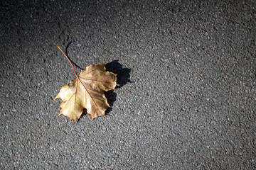 autumn leaf on asphalt