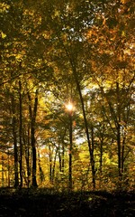 autumn in a deciduous forest