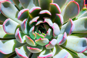 closeup  succulent green plant cactus. echeveria
