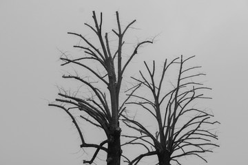Arbre 
