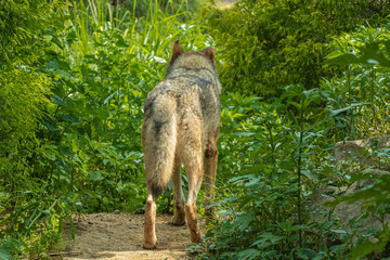 草むらから出てきたオオカミ