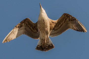 seagull in flight
