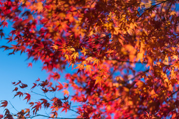 maple leaf red autumn with blue sky