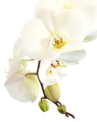 Close-up of a white phalaenopsis orchid in isolated on white background