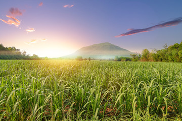 sugar cane field at sunrise or sunset