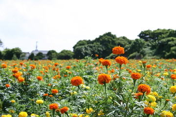マリーゴールド