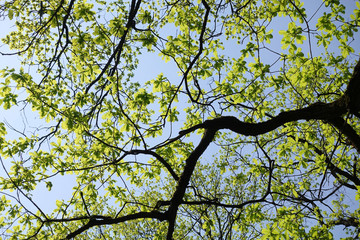 Sunny weather. Oak blossomed in the spring. New delicate leaves on the old tree