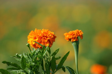 マリーゴールド