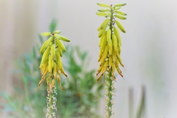 Beautiful summer aloe flowers garden