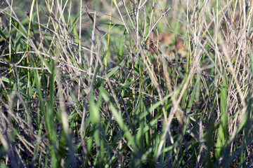 green grass with dry stems