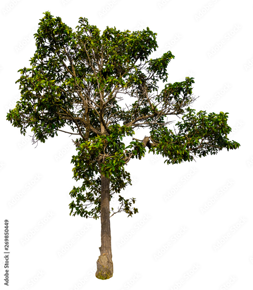 Poster isolated single big tree on white background