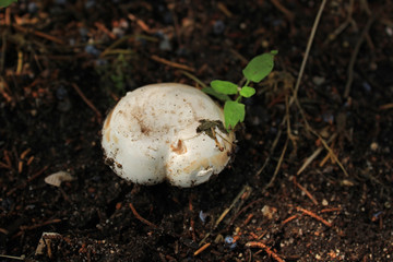 Ripe mushroom grows in the ground in a coniferous forest under a thuja tree. Summer forest scene....