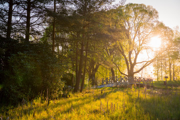 Sunset in the park