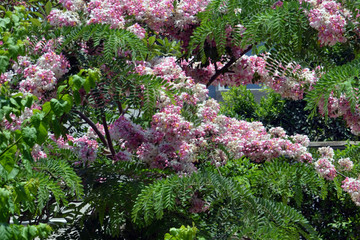 cassia javanica, Pink shower, Java cassia
