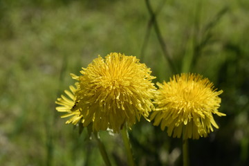 Yellow dandelions grow on a green meadow
