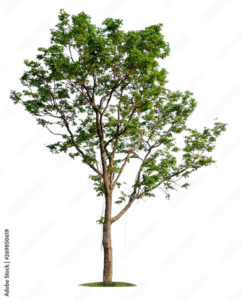 Poster isolated single big tree on white background