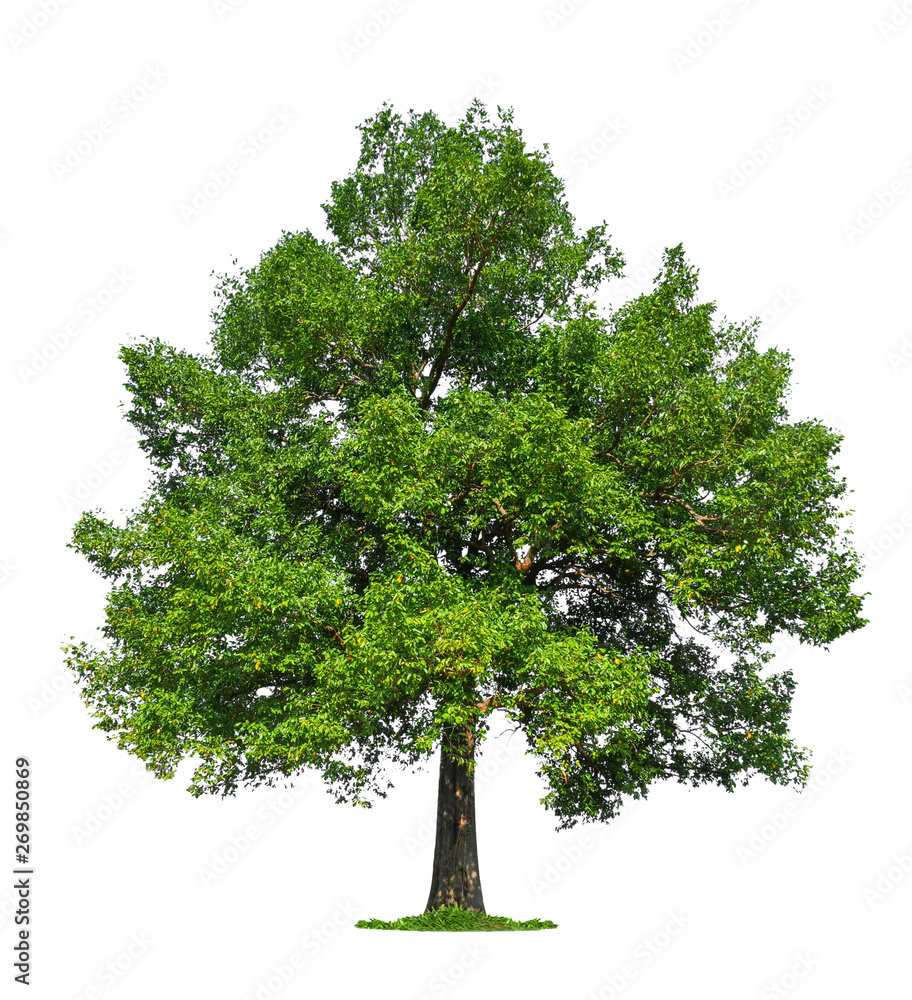 Poster isolated single big tree on white background