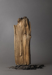 The beauty of a dead treey of a dead tree