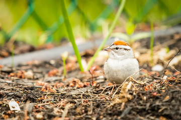 Small chipping sparrow looking for material to build its nest