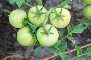 Unripe green tomatoes growing on bush in the garden.