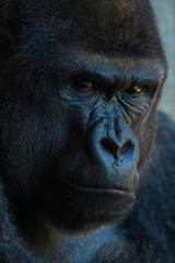 Obraz premium Western lowland gorilla (Gorilla gorilla gorilla)