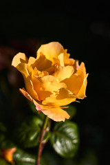 Beautiful yellow rose bokeh photography