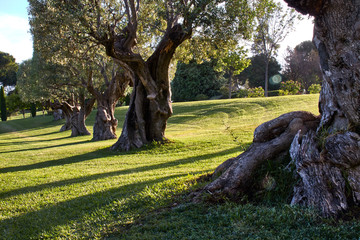 Olive trees in a green field