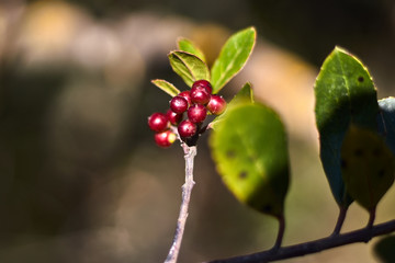 Red round fruit in a branch with leaves