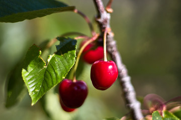 Red cherries in a branch with leaves