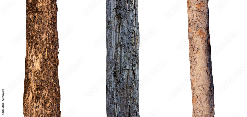 Poster isolated tree trunk collection on white backdrop