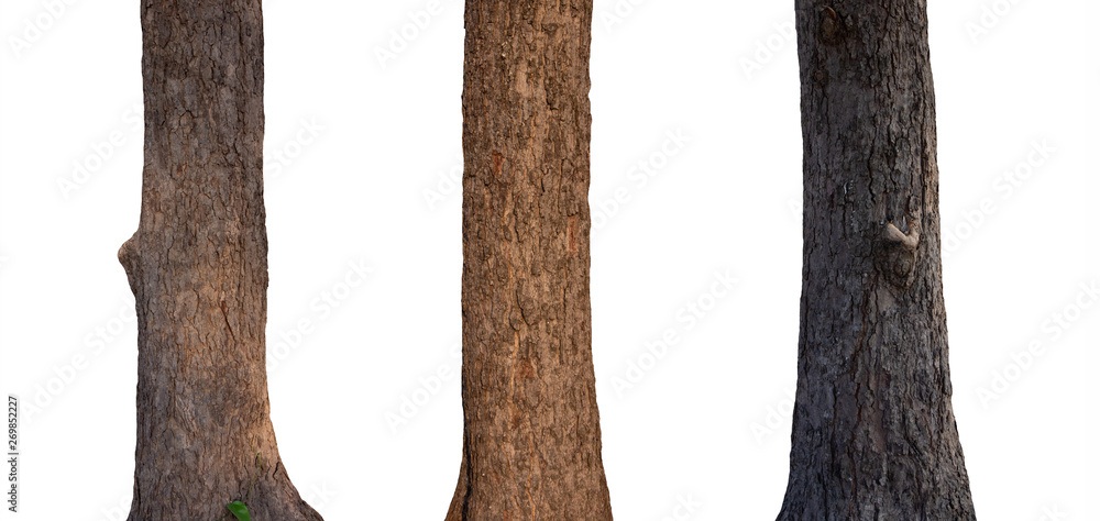 Poster isolated tree trunk collection on white backdrop