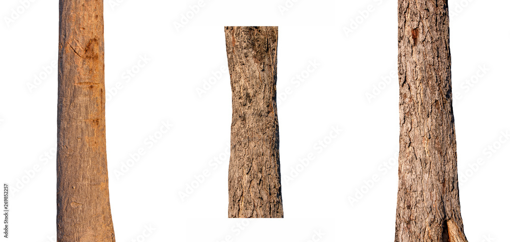 Poster isolated tree trunk collection on white backdrop