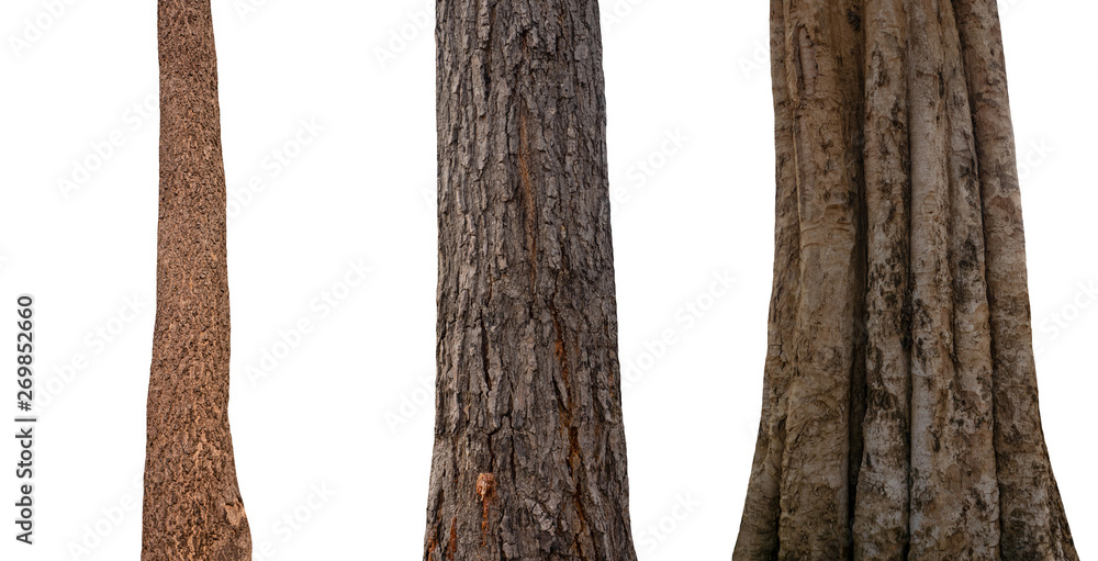 Poster isolated tree trunk collection on white backdrop