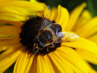 Insecte sur une fleur jaune
