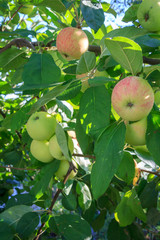 Apples on branches of the tree in the garden.