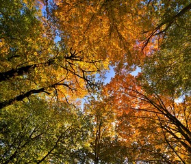 Fototapeta na wymiar autumn in a deciduous forest