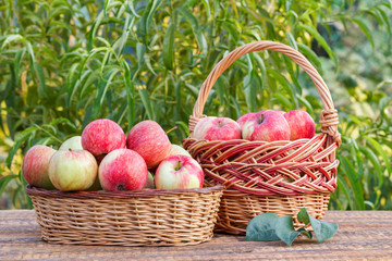 Just picked red apples in wicker baskets on old wooden boards.