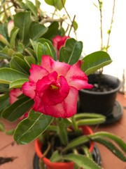Red flower of Adenium potted in the garden. A small bush of pink Adenium with a large blooming flower. Front view, isolated, closeup. Flowering exotic tropical ornamental plants of East and Asia