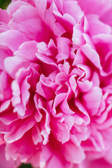 Fluffy pink peonies flowers background copy space