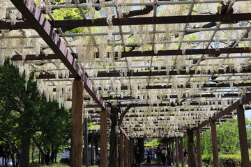 Archway of white wisteria in bloom
