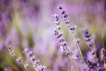 Obraz na płótnie Canvas Violet lavender field at soft light effect for your floral background