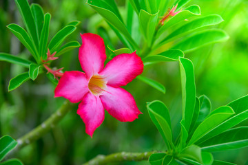Flowering frangipani used in spa shops In blurred style for background, banner or card And the spring landscape of Leelawadee flowers Colorful spring flowers
