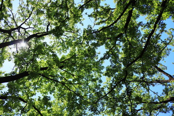 green leaves of tree in the blue sky