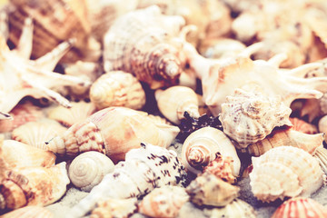 Seashells, stones and sea stars on the sand, summer beach background travel concept with copy space for text.