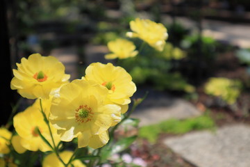 yellow flowers in the garden