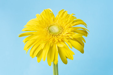 top view of yellow sunflower in the air