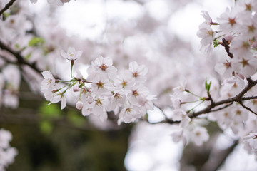 close up sakura flower japan