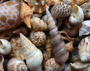 Lots of of different seashells as a background for design close up.Tropical island beach texture.Sea shells piled together.Selective focus.