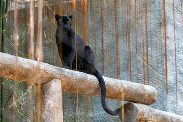 Black panther standing on a log looking at camera